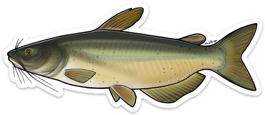 CHANNEL CATFISH