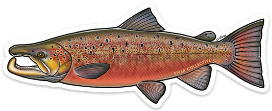 ATLANTIC SALMON DECAL (SPAWN)