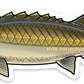 STURGEON