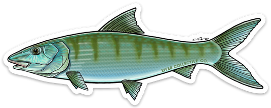 BONEFISH DECAL