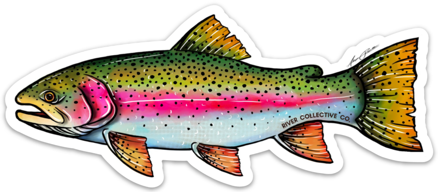 RAINBOW TROUT DECAL